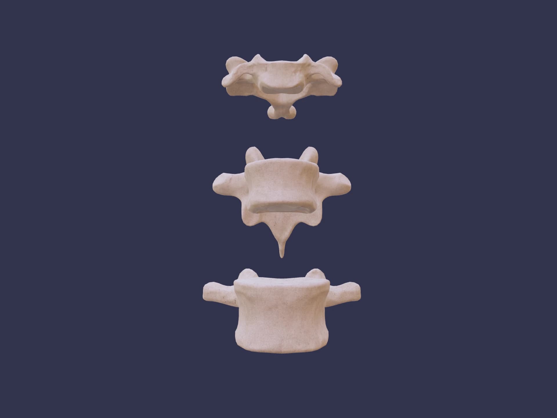 Typical Vertebrae Human Anatomy 3D Model