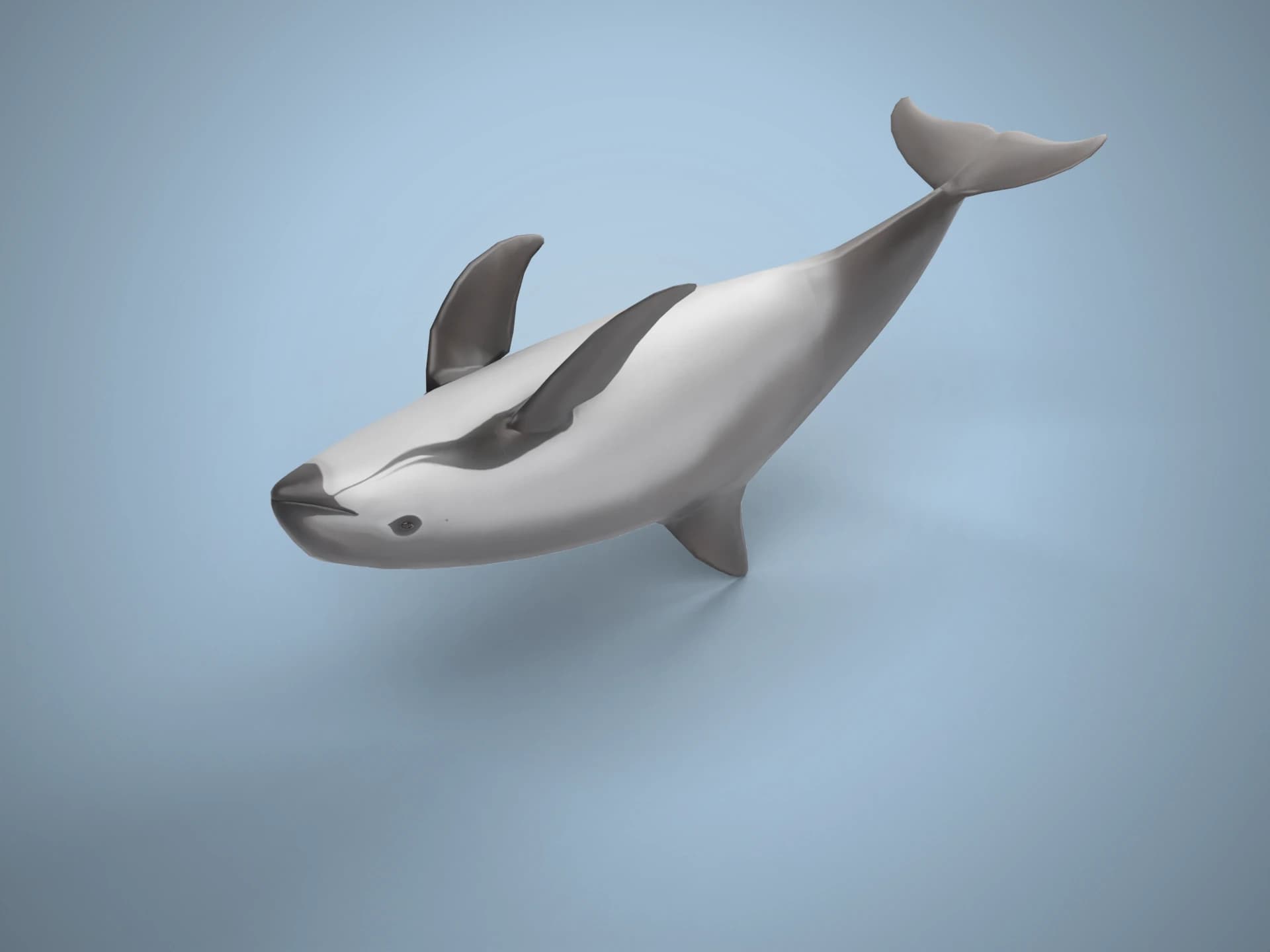 Animated Vaquita Porpoise 3D Model