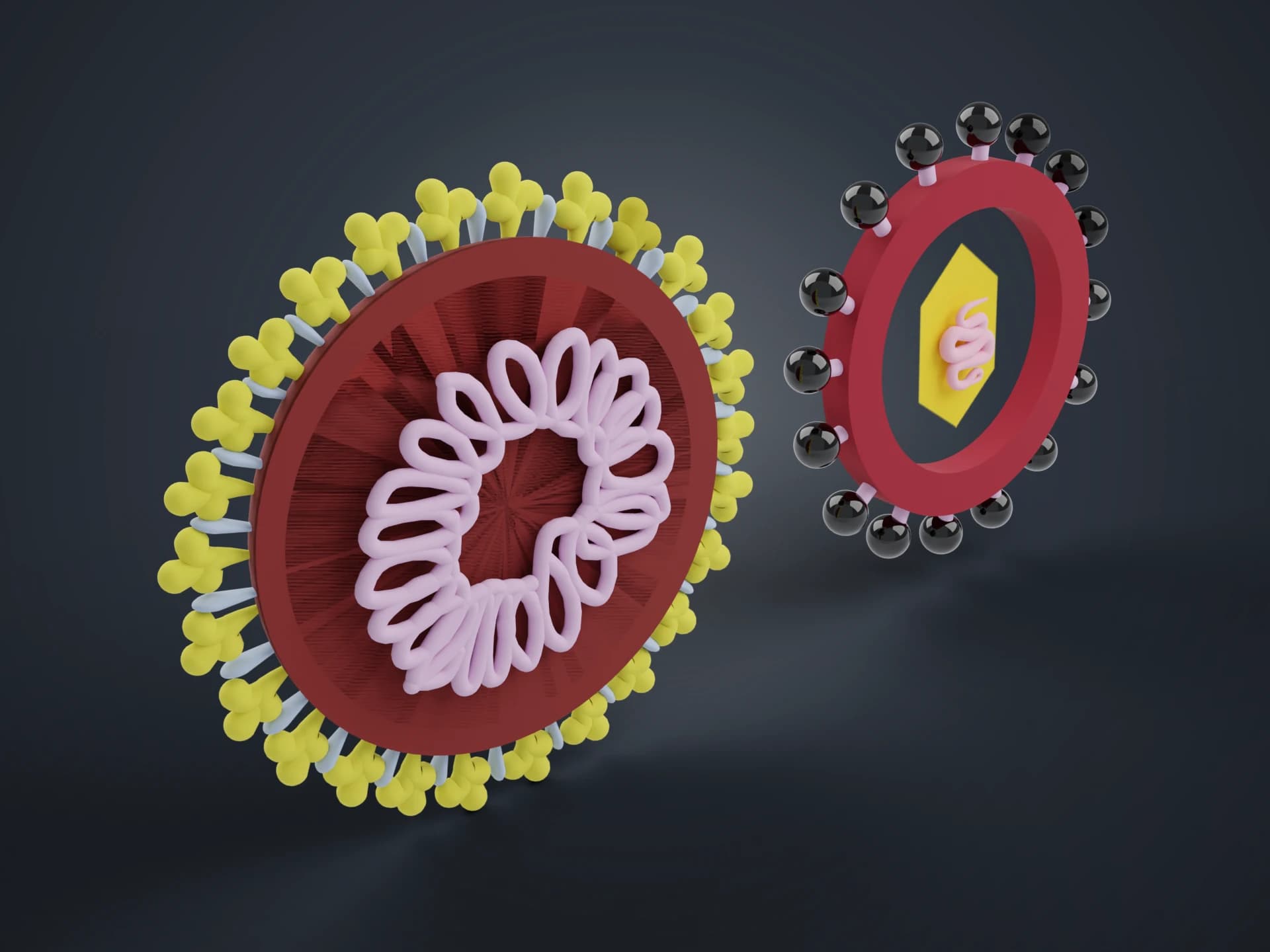 Virus Cross Section 3D Model