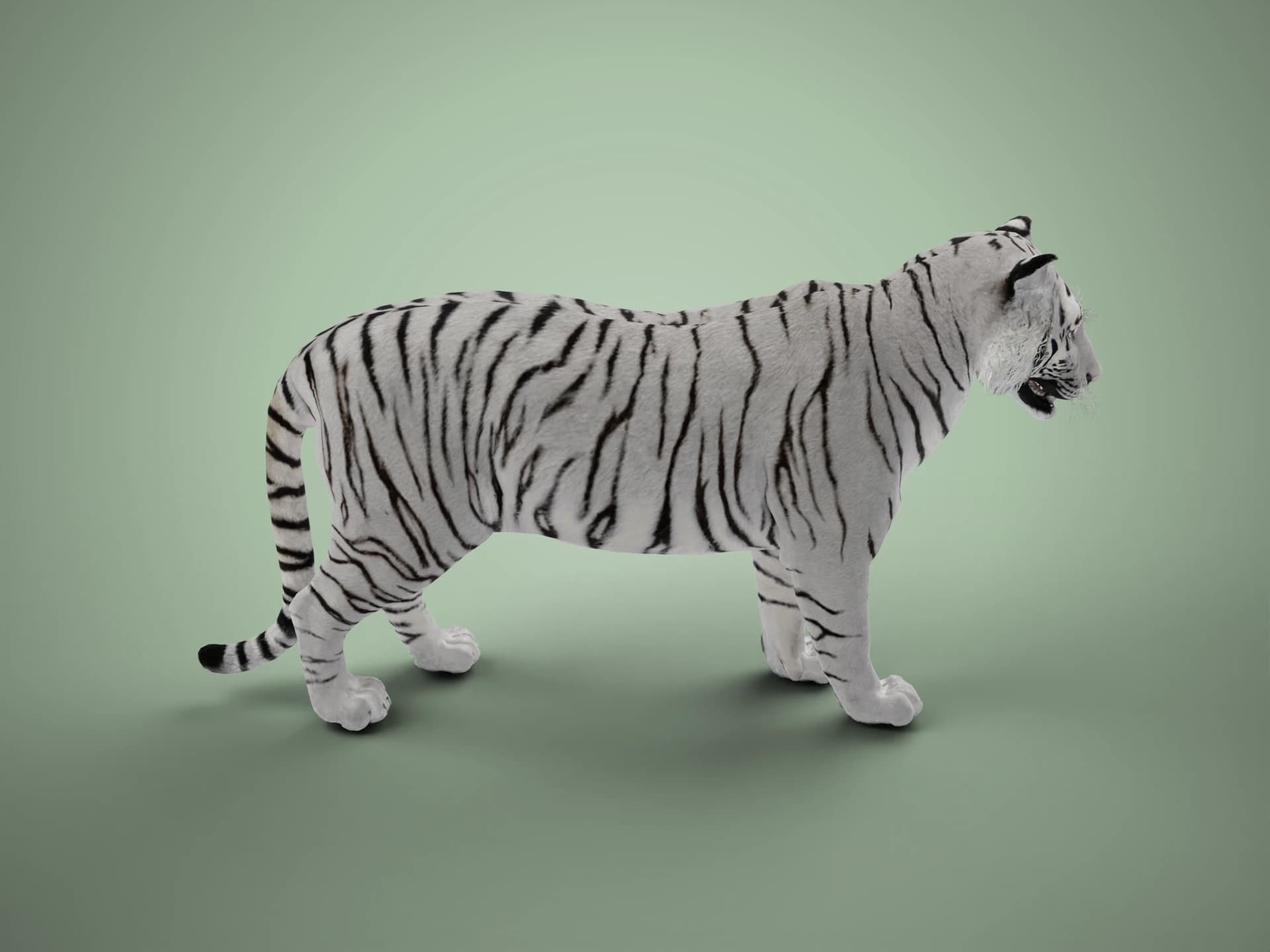 Animated White Tiger 3D Model