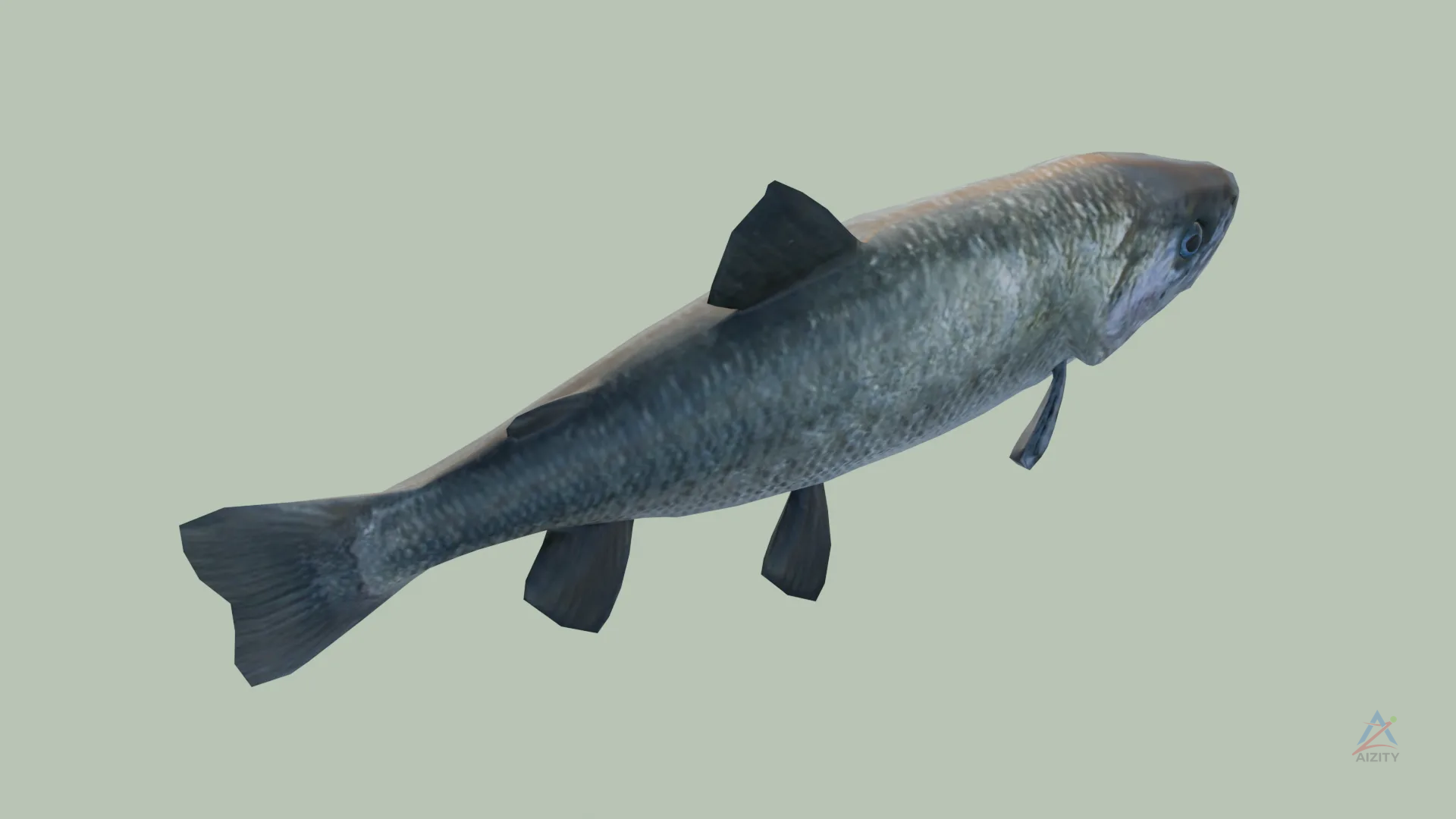 Trout Fish – 3D Model - View 3
